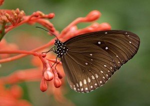 Schmetterling als Hintergrund